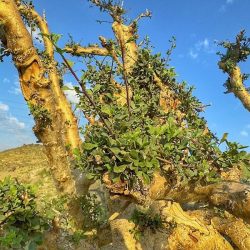 الرياض تستضيف مؤتمر “مستقبل منظمات التربية والثقافة والعلوم في القرن الـ21” في شهر مارس المقبل