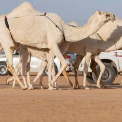 “التأمينات الاجتماعية”: أكثر من 2.2 مليون معاملة منجزة إلكترونيًا خلال شهر يناير 2023