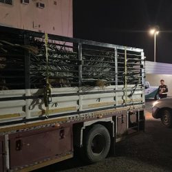 طفل يتوقف قلبه بسبب العنب في #حفر_الباطن.. والأطباء ينقذون حياته.