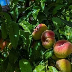 ” محافظ بيشة ” يزور فرع خدمات المياه ببيشة