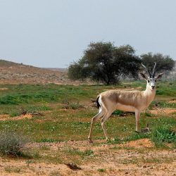 افتتاح فعاليات مهرجان سفاري بقيق 5