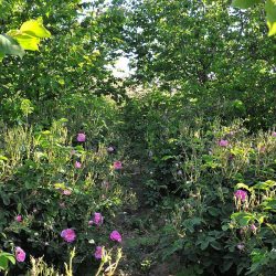 36 مئوية.. الأحساء تسجل أعلى درجة حرارة بالمملكة وطريف الأدنى