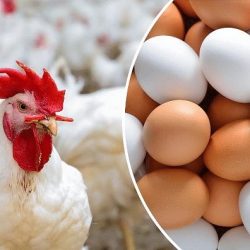 رئاسة الحرمين الشريفين تطلق مبادرة “حللتم أهلاً” لضيوف الرحمن