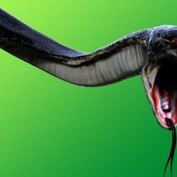 الشهراني يفوز بجائزة أفضل “مدير عام” لفئة الفنادق الفاخرة بالمملكة