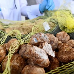 الأمن السيبراني يُطلق تحذيراً عالي الخطورة من تحديث أمني في منتجات “موزيلا”