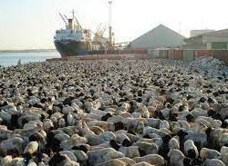 “رئاسة الحرمين” تُطلق 5 مبادرات لرواد مكتبة الحرم المكي الشريف خلال شهر رمضان المبارك