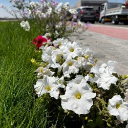 بلدية القطيف تهيئ الواجهات البحرية والحدائق لاستقبال زوارها خلال أيام عيد الفطر