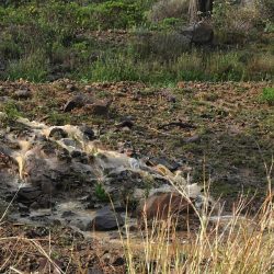 حرس الحدود يواصلُ تقديمَ الدعم لعمليات إجلاء المواطنين والأجانب من السودان عبر ميناء جدة الإسلامي