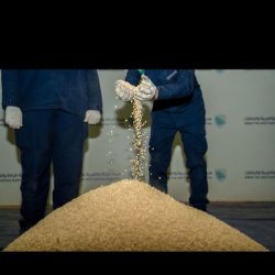 بدأ المرحلة الثانية لمبادرة ” مساحة خضراء ” بالقطيف