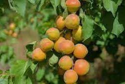 لجنة المياه والزراعة والبيئة في الشورى تناقش التقرير السنوي لوزارة البيئة والمياه والزراعة