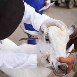 «أمن الدولة»: أمن الحج خط أحمر.. لن نرضى بالوصول إليه