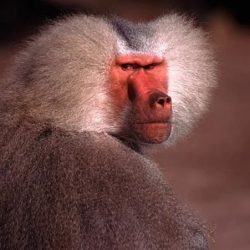 تكليفات وزارة التعليم