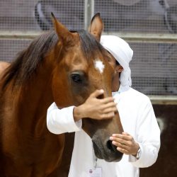 مبادرة نبض المونديال الاعلامية قدمت لوحة مضيئة ومشرفة للإنجازات والأحداث الرياضية العربية