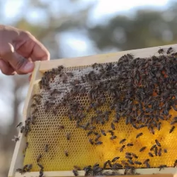 #طيران_الرياض يوقع عقد رعاية مع اتليتكو مدريد الأسباني ليصبح راعيا رسميا للنادي