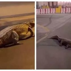 الاربعاء من كل أسبوع *ضمان القطيف يستقبل مستفيديه بجمعية الموارد البشرية بسيهات* 