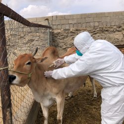 مركز الملك سلمان للإغاثة يسيّر الباخرة السعودية الثانية ضمن الجسر البحري لإغاثة الشعب الفلسطيني في قطاع غزة