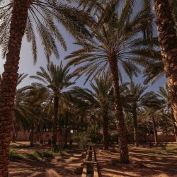 للمرة الثالثة على التوالي.. انتخاب المملكة رئيسًا للهيئة الإقليمية لمصايد الأسماك