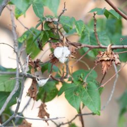 مغادرة الطائرة الإغاثية السعودية التاسعة عشر لإغاثة الشعب الفلسطيني في قطاع غزة