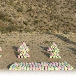 ” الأحسائيون ” يقاومون نزلات البرد بفاكهة ( الترنج )