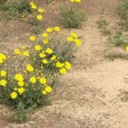 ” روضة السنبلة ” تتوشح بلوحات جمالية ساحرة