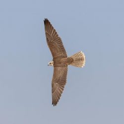 الديوان الملكي: وفاة صاحب السمو الملكي الأمير طلال بن عبدالعزيز بن بندر بن عبدالعزيز آل سعود