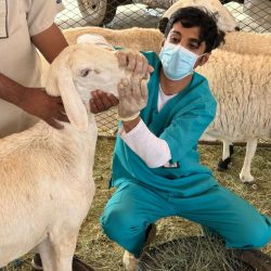 التدريب التقني يجهز 800 شاباً وفتاة في البرامج التطوعية والكشفية لحج هذا العام 1445هـ