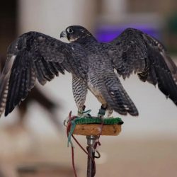 الذوق العام في صالات السينما   