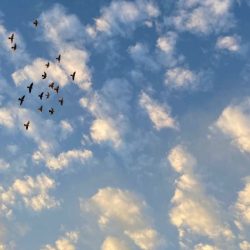 القطاع الصحي بخميس مشيط يدشن مبادره توعية بسرطان الثدي