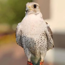 الكاتب عبدالكريم آل مداوي في ضيافة نادي خمائل الثقافي بالجبيل 