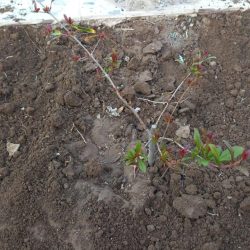 الكشافة يواصلون تنظيم وإرشاد المعتمرين بالحرم المكي خلال العشر الأواخر من رمضان