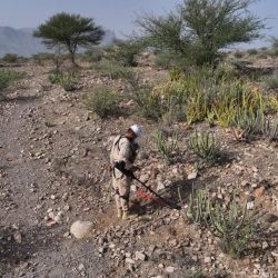 مركز الملك سلمان للإغاثة يواصل توزيع الوجبات الغذائية الساخنة على الفئات الأكثر احتياجًا في قطاع غزة