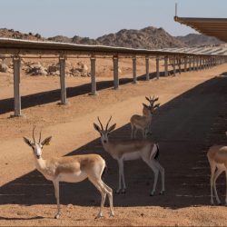 المعلم.. مهندس الإنسان وصانع المستقبل